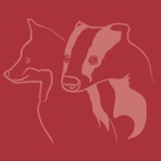 Badger and Fox Gallery